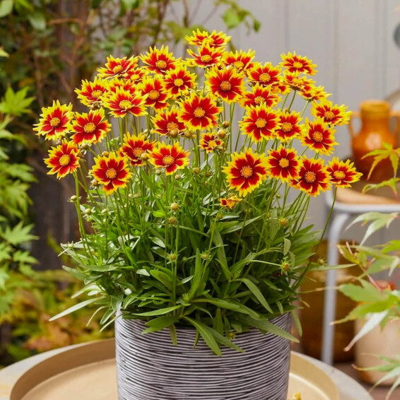 Кореопсис крупноцветковый ‘Solar Jewel®’ (PBR) - 1