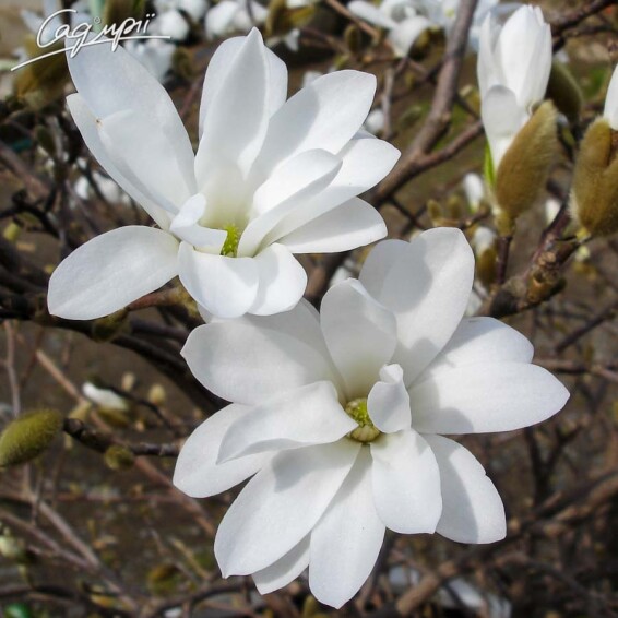 Магнолия 'Rosea' - 1