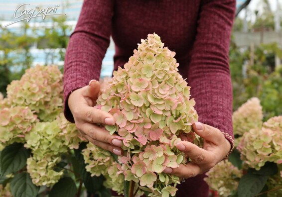 Гортензия метельчатая 'Sundae Fraise' ® #1, Р9 - - 3