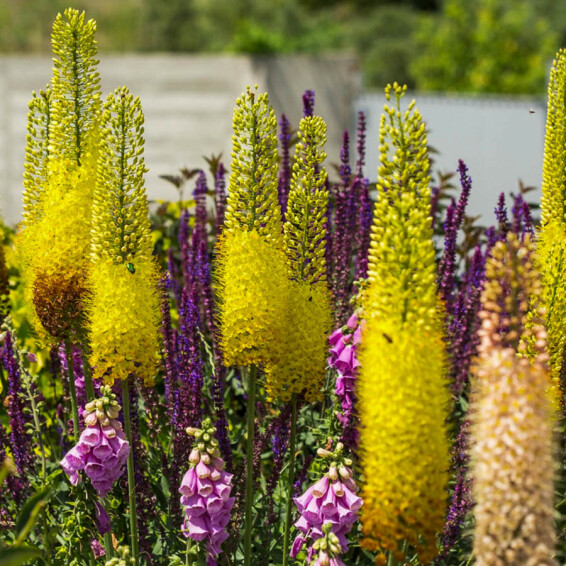 Эремурус 'Moneymaker' - 4