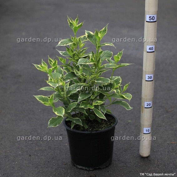 Вейгела 'Nana Variegata', C7 80-100 - 4