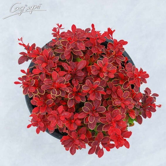 Барбарис Tунберга 'Bagatelle' - 3