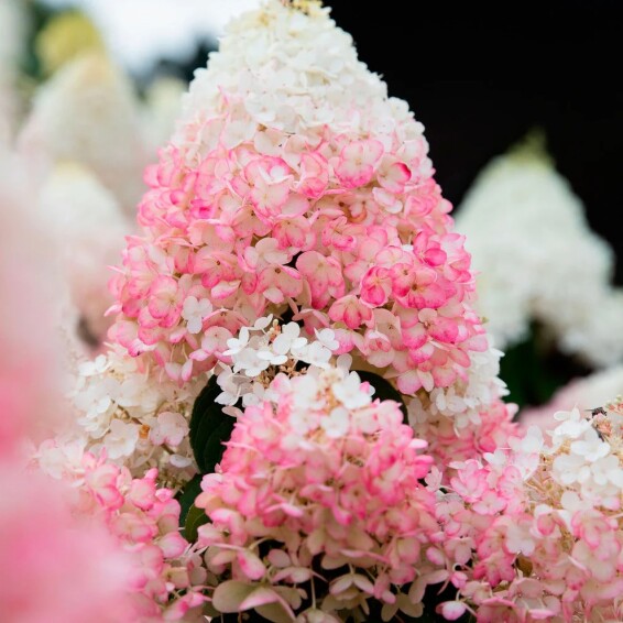 Гортензия метельчатая 'Strawberry Blossom' ® - 6