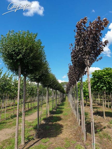 Вишня кулевидна 'Umbraculifera' #11, С110 16--18 300-350 St. 220-230 - 10