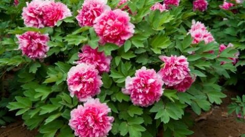 Півонія деревоподібна. Елегантність Вашого саду та чарівний аромат