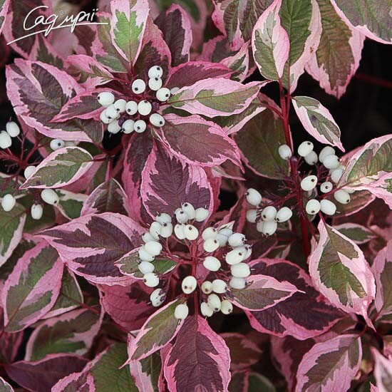 Свидина белая 'Sibirica Variegata' - 5