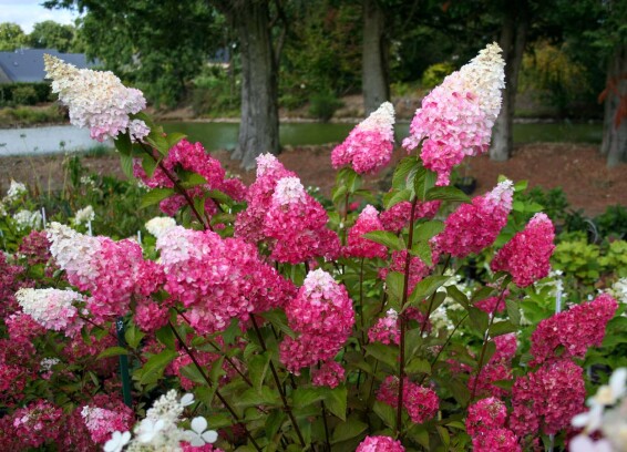Гортензія волотиста 'Fraise Melba'® #3, С14 125-150 - 8