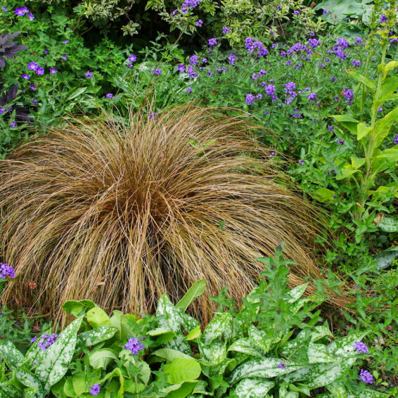 Осока Петрі ‘Milk Chocolate’ - 1