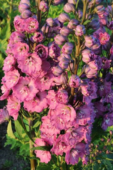 Дельфиниум гибридный 'Delphi's Pink Power' - 1