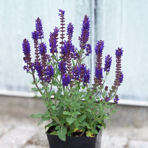 Шавлія лісова Bazuin® ‘Dark Night’ - 2