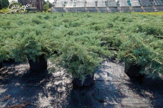 Ялівець середній 'Pfitzeriana Glauca' - 3