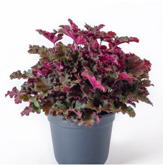 Гейхера 'Rex Red® PBR'