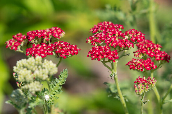 Тысячелистник гибридный 'Laura' #1, ГК - - 2