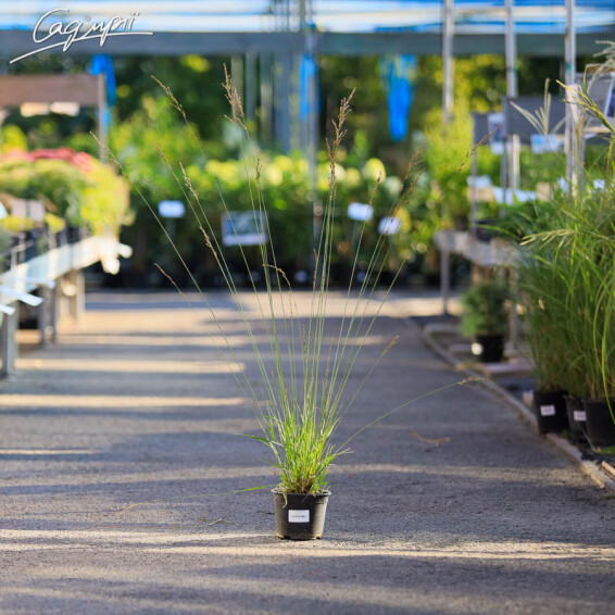 Молінія голуба 'Edith Dudszus', C1.5 - - 5 Молінія голуба 'Edith Dudszus', C1.5 - - 5