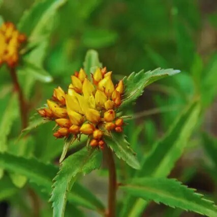 Очиток живучий, C3 - - 6