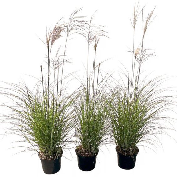 Мискантус китайский 'Serengeti®' - 2