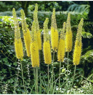 Эремурус 'Moneymaker'