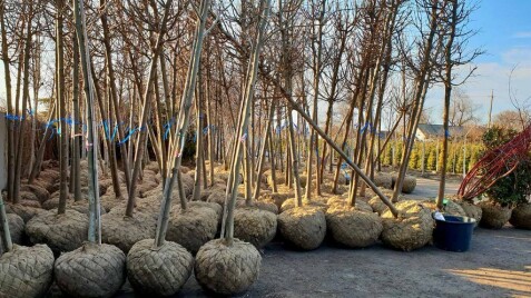 Попереднє замовлення дерев дає вам додаткову знижку!