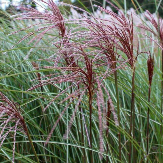 Мискантус китайский 'Serengeti®' - 4