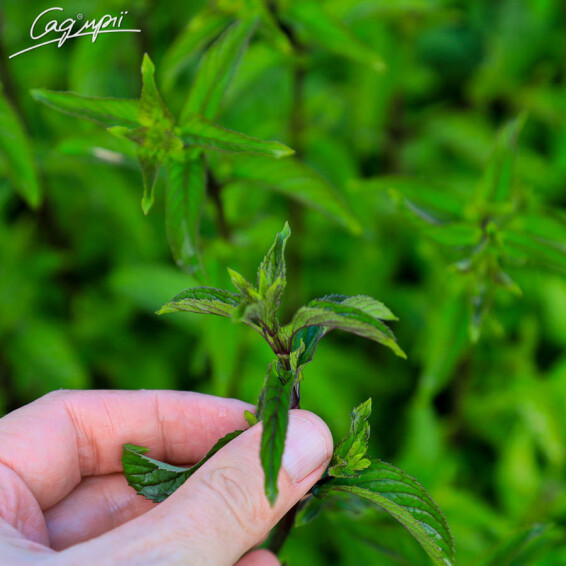 М'ята перцева 'Black Spearmint' - 4