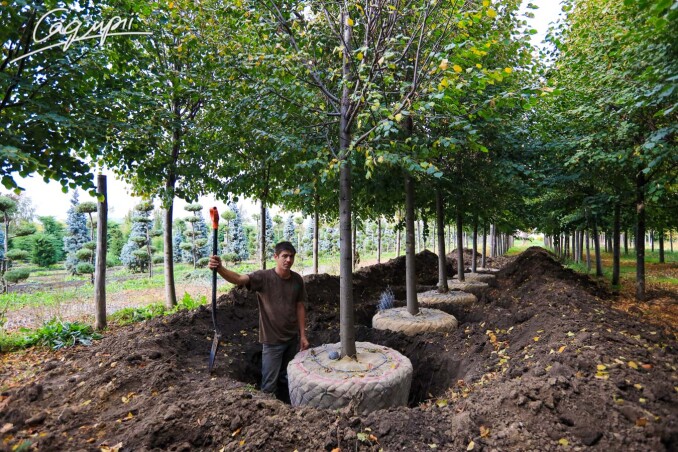 Декоративні дерева з ґрунту - вже у продажу Декоративні дерева з ґрунту - вже у продажу