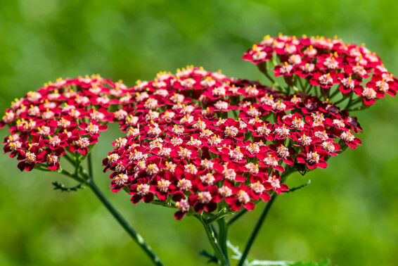 Тысячелистник гибридный 'Laura' - 3