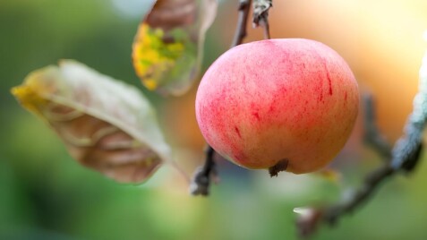 НАЯВНІСТЬ ПЛОДОВИХ САДЖАНЦІВ