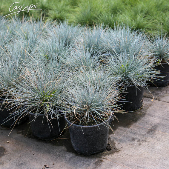 Овсяница пепельная 'Blauglut', p9 - - 6