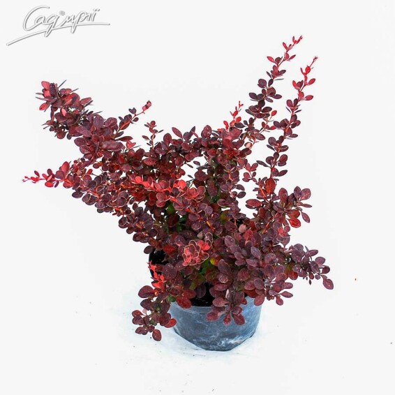 Барбарис Тунберга 'Atropurpurea' - 5