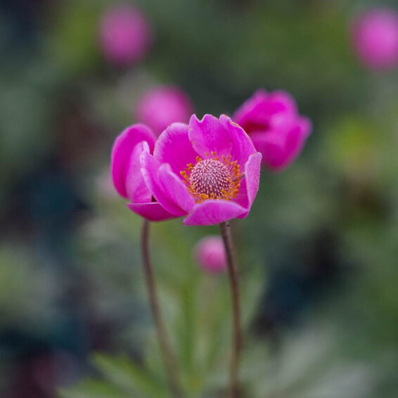 Анемона гібридна 'Spring Beauty Pink®' #1, ГК - - 2