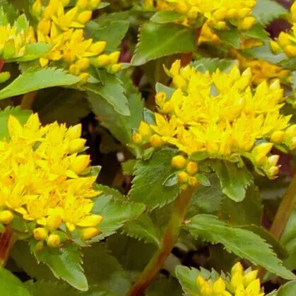 Очиток живучий, C3 - - 5