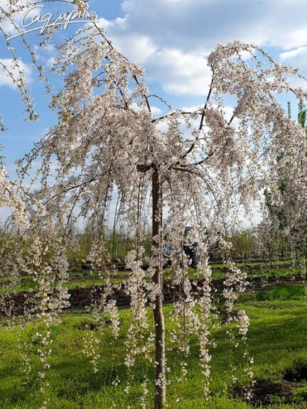 Вишня субхиртелла 'Pendula' - 1