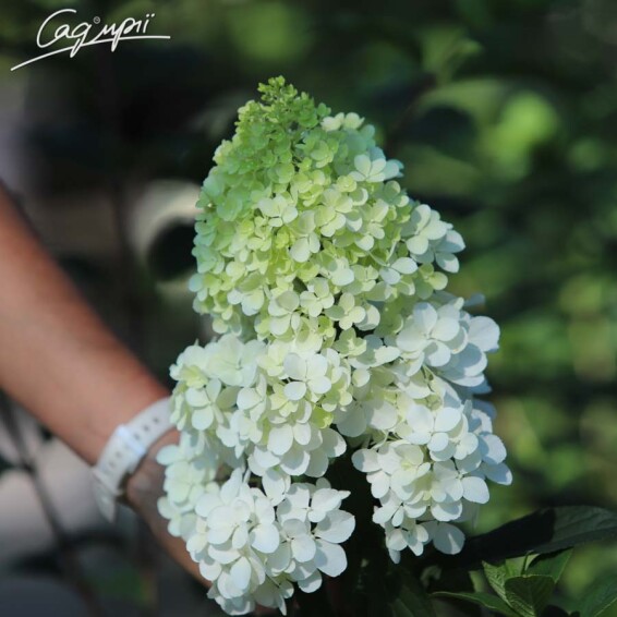 Гортензія волотиста 'Vanille Fraise' ® - 6