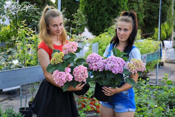 Гортензия крупнолистная 'You and Me Together Rose'® - 5