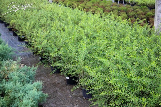 Спирея пепельная 'Grefsheim' - 7