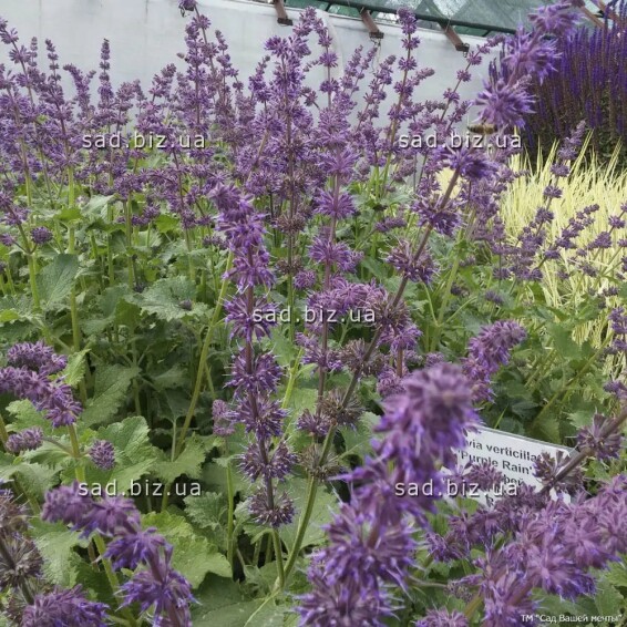 Шавлія кільчаста 'Purple Rain' - 3