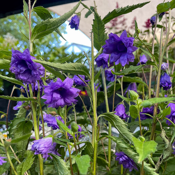 Колокольчик крапиволистный ‘Bernice’ - 5