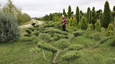 Бонсаи для японского сада