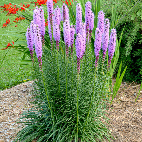 Ліатріс колосковий 'Floristan Violet' - 5