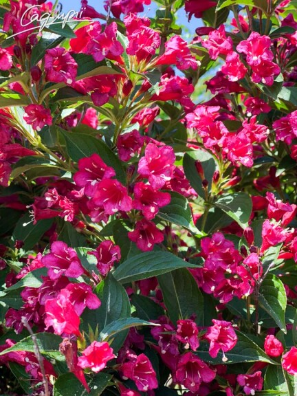 Вейгела 'Bristol Ruby' #2, С14 - - 2
