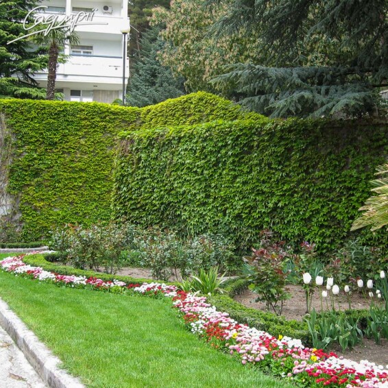 Виноград триостренный 'Veitchii' - 2 Виноград триостренный 'Veitchii' - 2