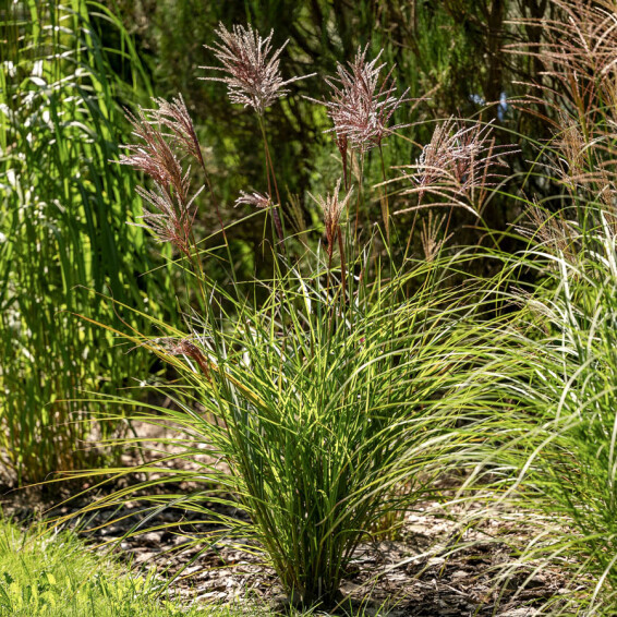 Міскантус китайський 'Boucle®' - 3