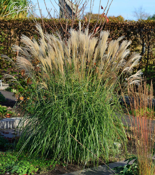 Мискантус китайский 'Herman Mussel', C3 - - 3