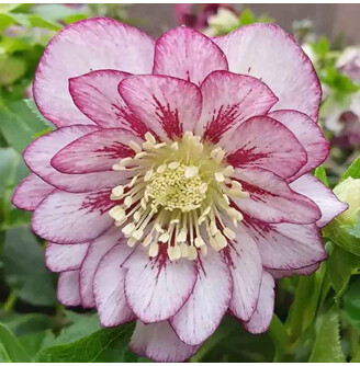 Морозник 'Double Ellen Pink Spotted' ®