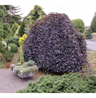 Бук лесной 'Purpurea Pendula'