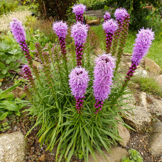 Ліатріс колосковий 'Floristan Violet' - 1