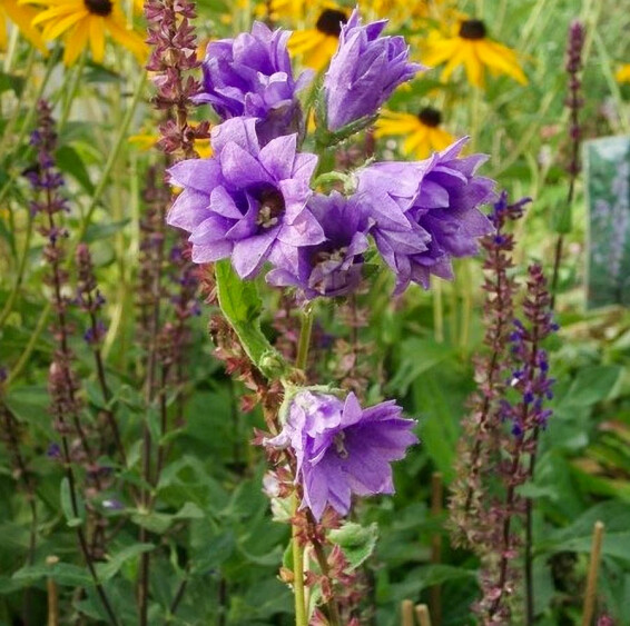 Колокольчик крапиволистный ‘Bernice’ - 4