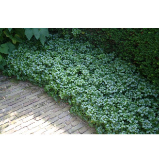 Пахизандра верхушечная 'Green Sheen'