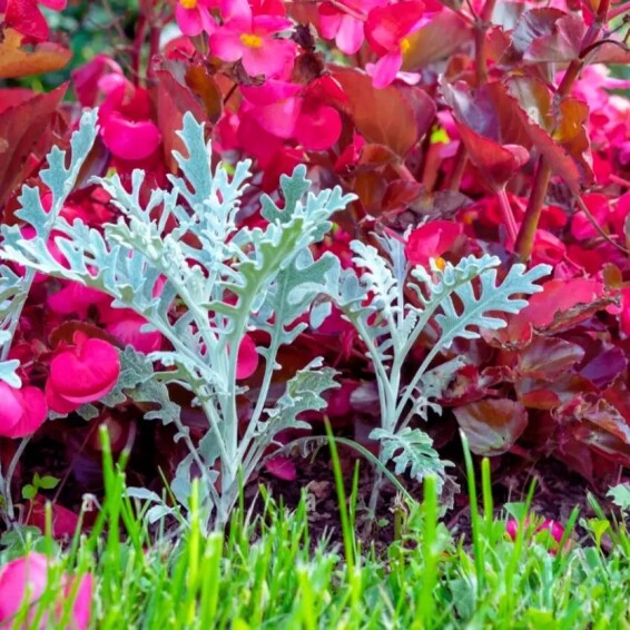 Цинерарія приморська - 3