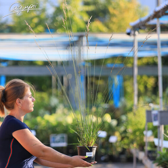 Молінія голуба 'Edith Dudszus', C1.5 - - 4 Молінія голуба 'Edith Dudszus', C1.5 - - 4